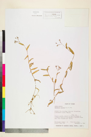 Murdannia spirata (L.) Brückn._標本_BRCM 5979