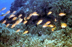萬里桐潛水攝影