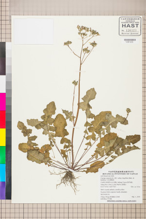 Youngia japonica (L.) DC. subsp. longiflora Babc. & Stebbins_標本_BRCM 5531