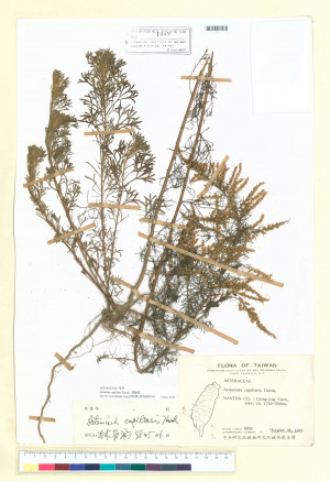 Artemisia capillaris Thunb._標本_BRCM 6467
