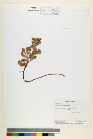 Crepidiastrum lanceolatum (Houtt.) Nakai_標本_BRCM 7185