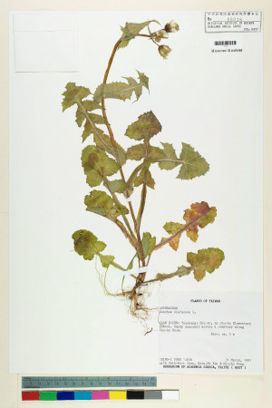 Sonchus oleraceus L._標本_BRCM 7354