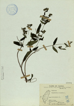 Siegesbeckia orientalis L._標本_BRCM 4523