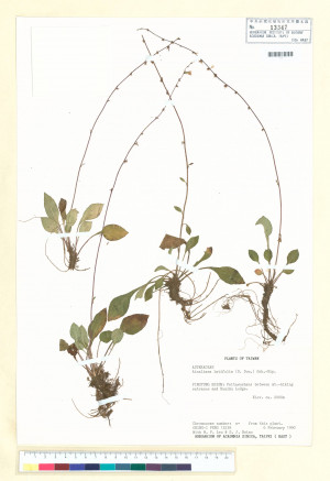 Ainsliaea latifolia (D. Don) Sch. Bip._標本_BRCM 7302