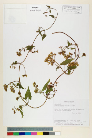 Mikania cordata (Burm. f.) B. L. Rob._標本_BRCM 6949