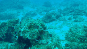 保育區海底景觀—琉球嶼