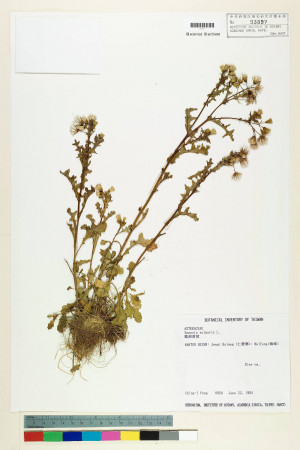 Senecio vulgaris L._標本_BRCM 5381