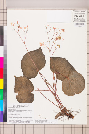 Begonia ×dinglensis標本_BRCM 2663