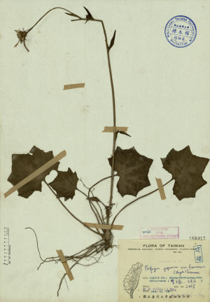 Farfugium japonicum var. formosanum (Hayata) Kitamura_標本_BRCM 3845