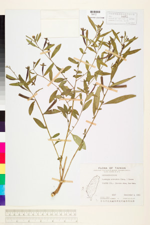 Ludwigia octovalvis (Jacq.) Raven_標本_BRCM 3581