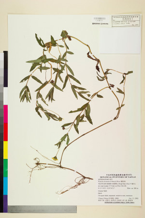 Wedelia chinensis (Osbeck) Merr._標本_BRCM 7569