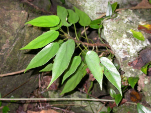 多花秋海棠 (Begonia sinofloribunda Dorr)