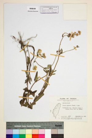 Conyza japonica (Thunb.) Less._標本_BRCM 6490
