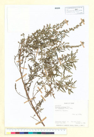 Artemisia princeps Pamp. var. orientalis (Pamp.) Hara_標本_BRCM 6759