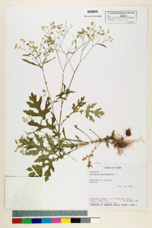 Parthenium hysterophorus L._標本_BRCM 5648