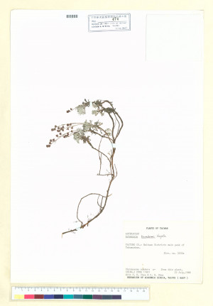Artemisia kawakamii Hayata_標本_BRCM 7135