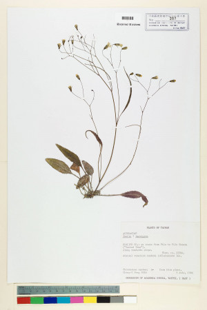 Ixeris laevigata (Blume) Schultz-Bip._標本_BRCM 6806