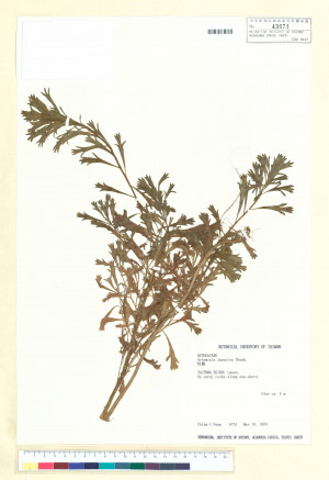Artemisia japonica Thunb._標本_BRCM 6534