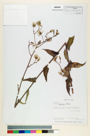 Lactuca formosana Maxim._標本_BRCM 6831