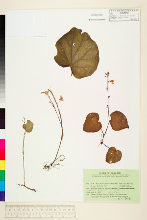Begonia alicida標本_BRCM 1320