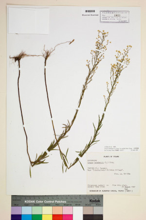 Conyza canadensis (L.) Cronq. var. pusilla (Nutt.) Cronq._標本_BRCM 7032
