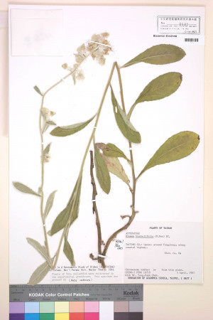 Blumea hieracifolia (D. Don) DC._標本_BRCM 4865