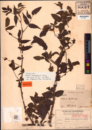 Rubus takasagoensis標本_BRCM 146