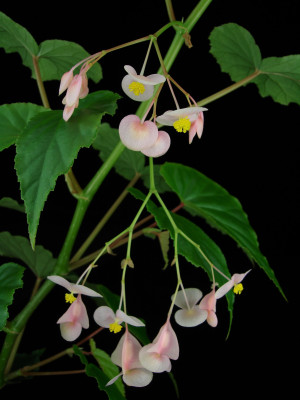 Begonia naumoniensis Irmsch.