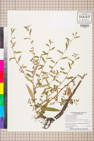 Ludwigia glandulosa Walter_標本_BRCM 3498