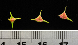 菲律賓秋海棠組 (Begonia sect. Baryandra) 子房橫切面