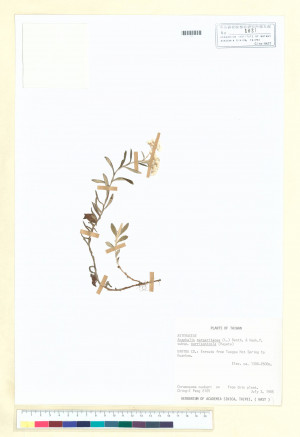 Anaphalis margaritacea (L.) Benth. & Hook. f. subsp. morrisonicola (Hayata) Kitam._標本_BRCM 6687