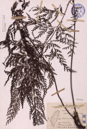 Sphenomeris chusana (L.) Copel._標本_BRCM 4006