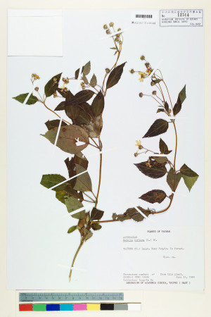 Wedelia biflora (L.) DC._標本_BRCM 6210