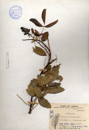 Millettia reticulata Benth._標本_BRCM 4437