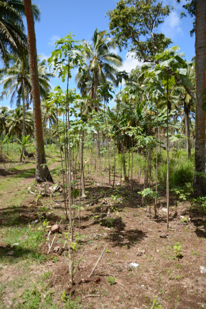 東加_島上栽植的構樹