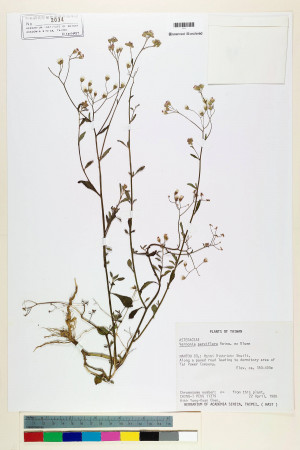 Vernonia parviflora Reinw. ex Blume_標本_BRCM 5129