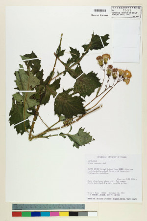 Gynura japonica (Thunb.) Juel_標本_BRCM 7495