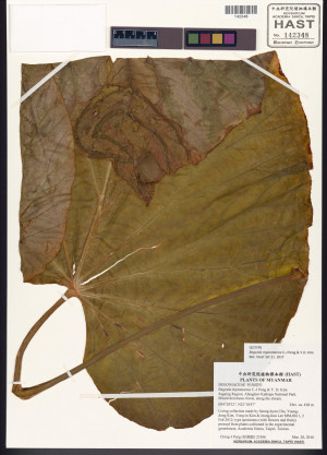 Begonia myanmarica C.I Peng & Y.D.Kim標本_BRCM 8503