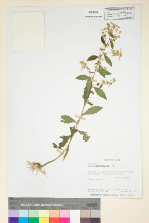 Blumea membranacea DC._標本_BRCM 4790