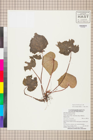 Begonia rhombicarpa標本_BRCM 2555