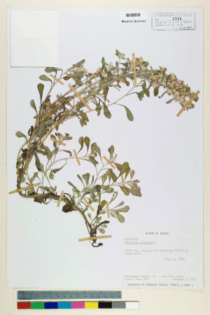 Gnaphalium purpureum L._標本_BRCM 5563
