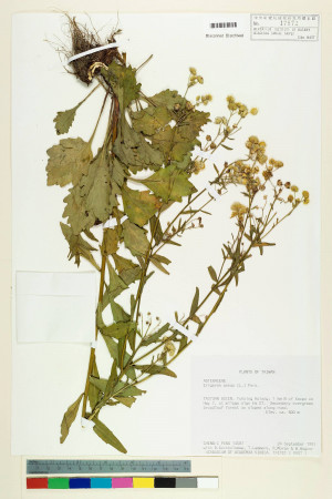 Erigeron annuus (L.) Pers._標本_BRCM 5051