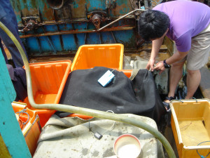 執行深海魚活體蓄養計畫時，將捕獲的深海魚在船上設法讓魚活存