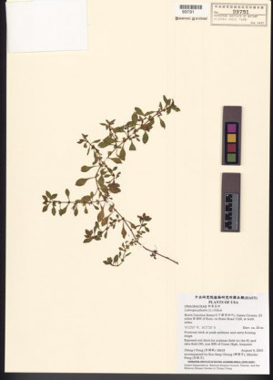 Ludwigia palustris (L.) Elliott_標本_BRCM 7741