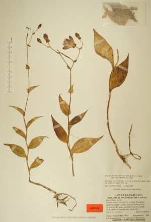 Tricyrtis ravenii C.-I Peng & C. L. Tiang_標本_BRCM 4758