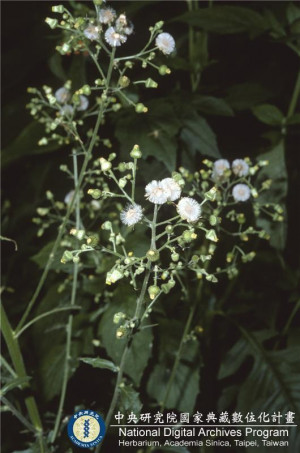 Blumea laciniata (Roxb.) DC._BRCM 6115