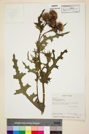 Cirsium japonicum DC. var. australe Kitam._標本_BRCM 5879