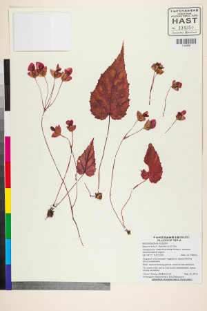 Begonia dioica標本_BRCM 2697