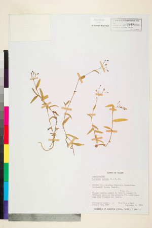 Murdannia spirata (L.) Brückn._標本_BRCM 5978