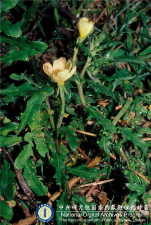 Oenothera laciniata J. Hill_BRCM 6064